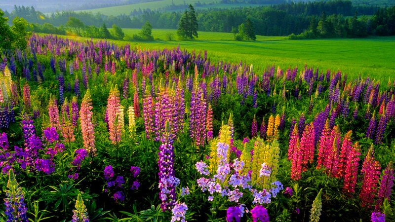 Lupine Flowers in Field — Purple, Serene, Morning, Photograph