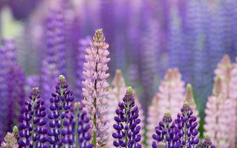 Lupine Flowers in Field — Purple, Serene, Spring, Photograph