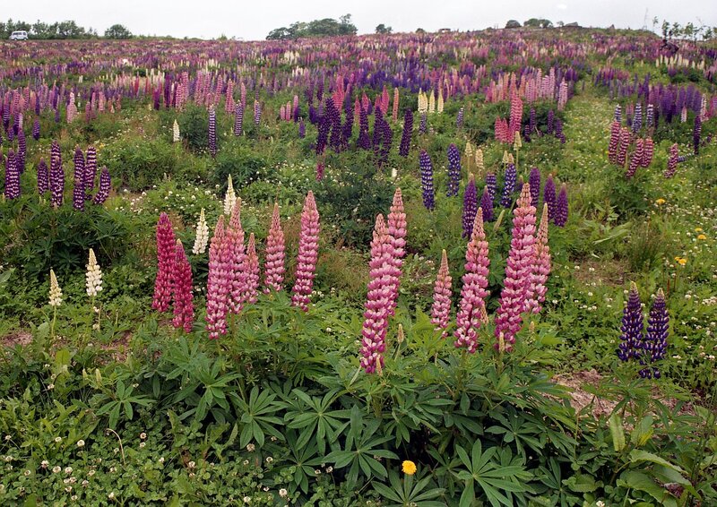 Lupine Flowers in Field — Purple, Serene, Spring