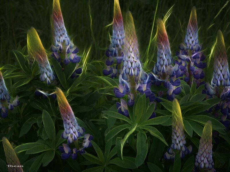 Lupine Flowers in Field — Purple, Serene, Sunset, Photograph, Green Leaves