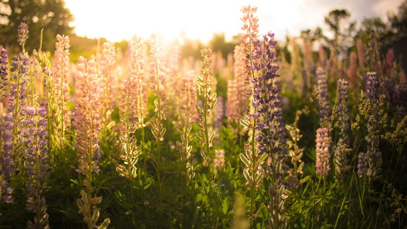 Lupine Flowers in Field — Purple, Serene, Sunset, Photograph, Sunlight