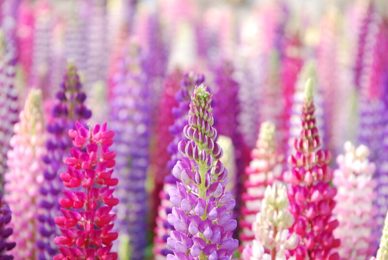 Lupine Flowers in Field — Purple, Serene