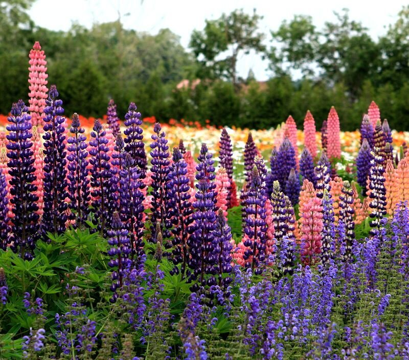 Lupine Flowers in Field — Purple