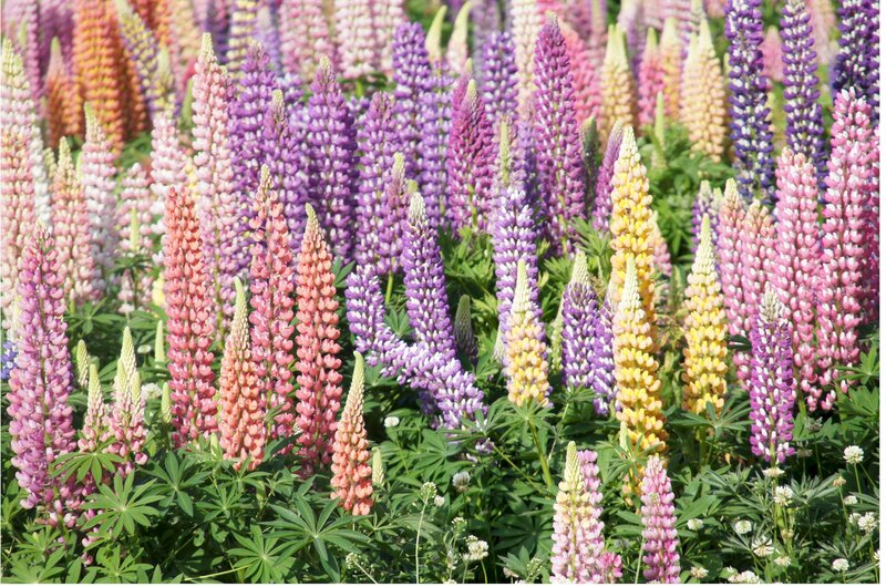 Lupine Flowers in Field — Purple, Vibrant