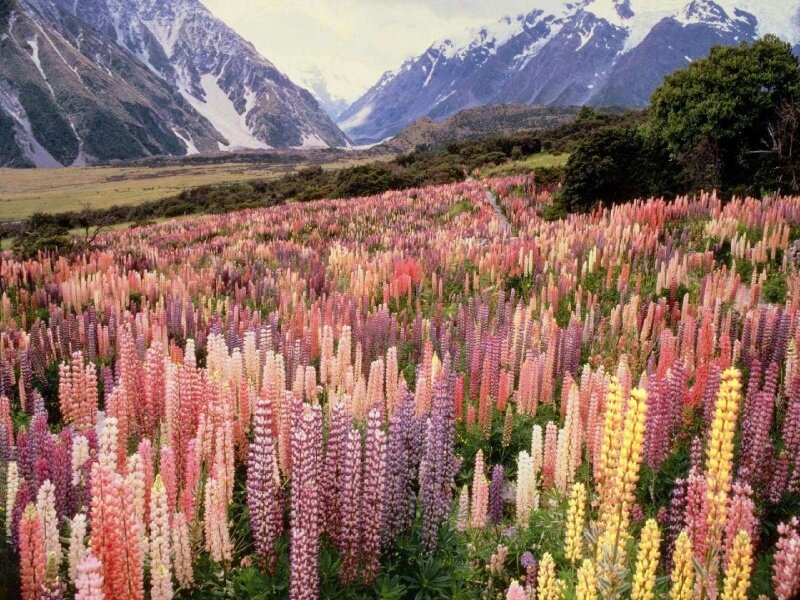 Lupine Flowers in Field