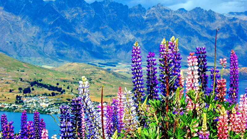 Lupine Flowers in Foreground — Purple