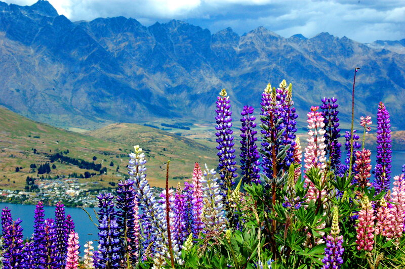 Lupine Flowers in Foreground
