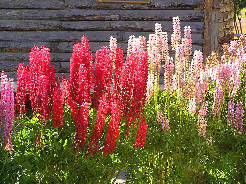 Lupine Flowers in Garden