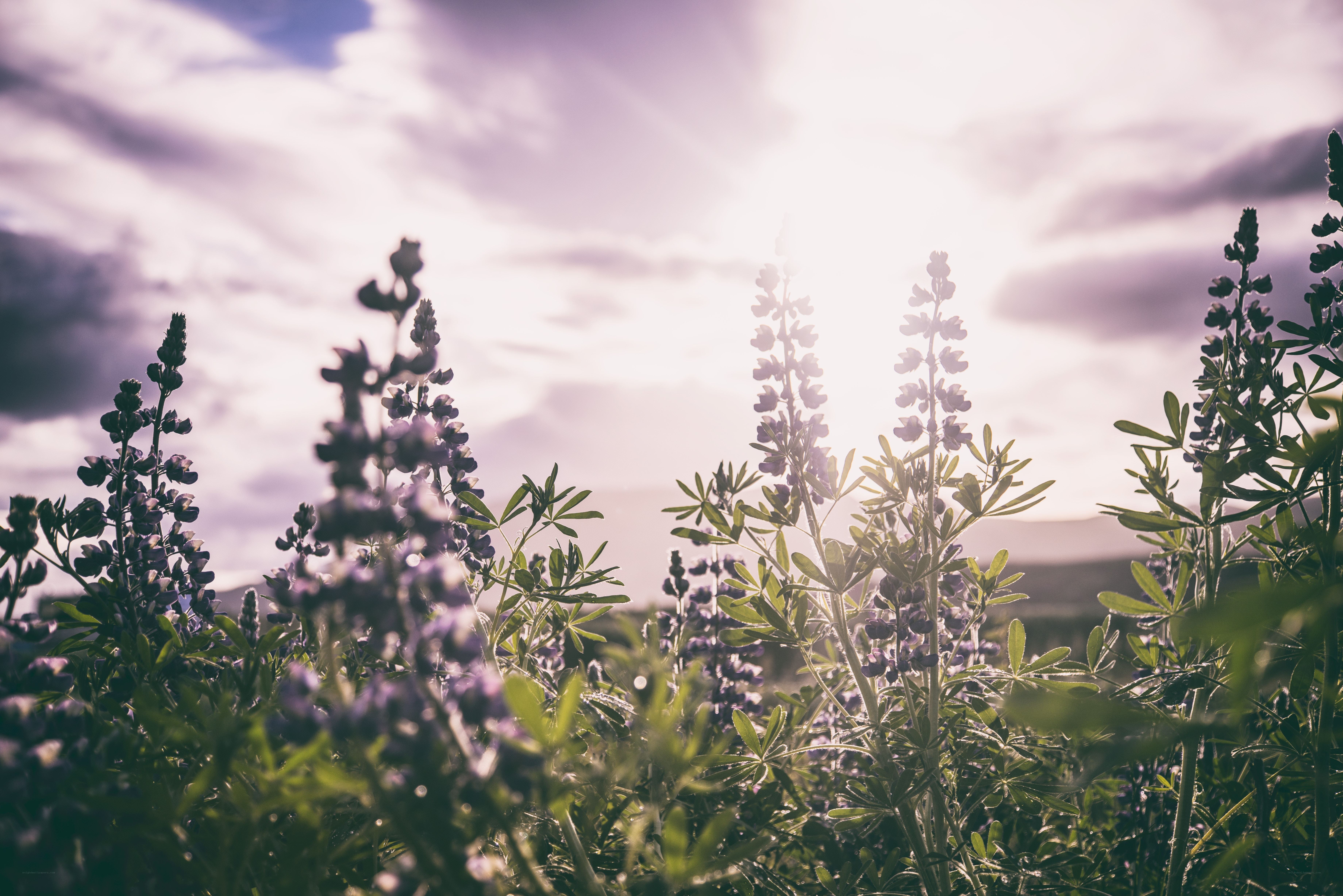 Lupine flowers in sunlight