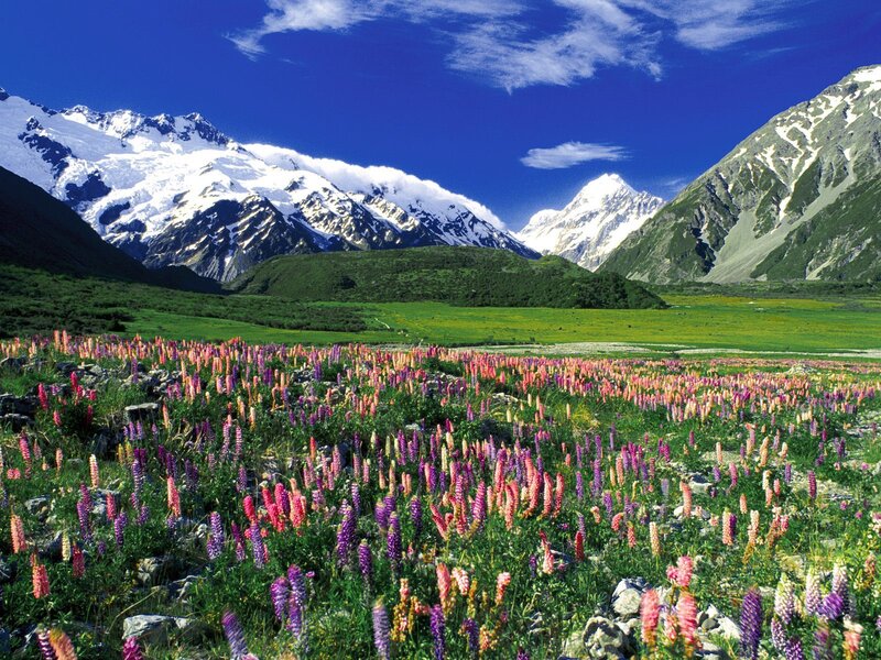 Lupine Flowers in Valley — Green, Serene