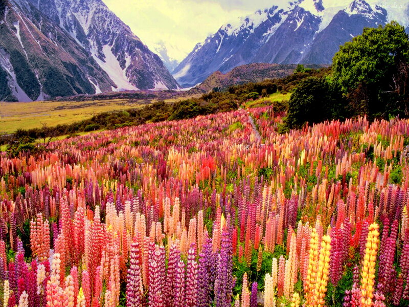 Lupine Flowers in Valley — Pink