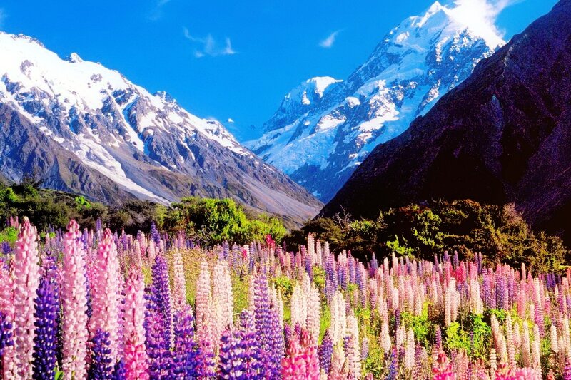 Lupine Flowers in Valley — Purple