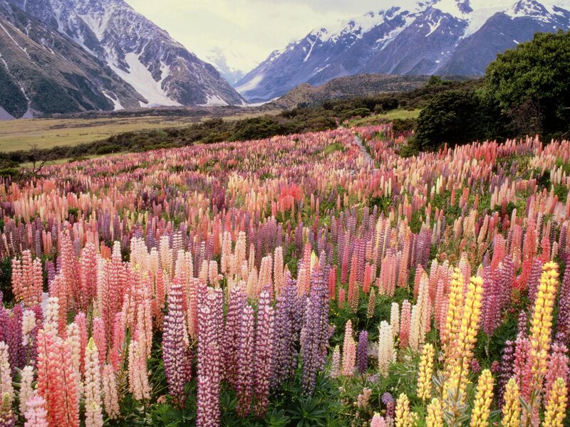 Lupine Flowers in Valley