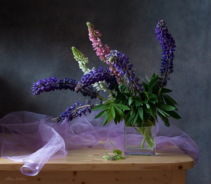Lupine Flowers in Vase — Purple, Dramatic