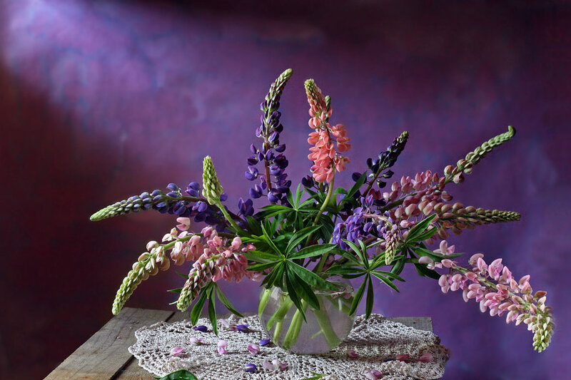Lupine Flowers in Vase — Purple, Serene