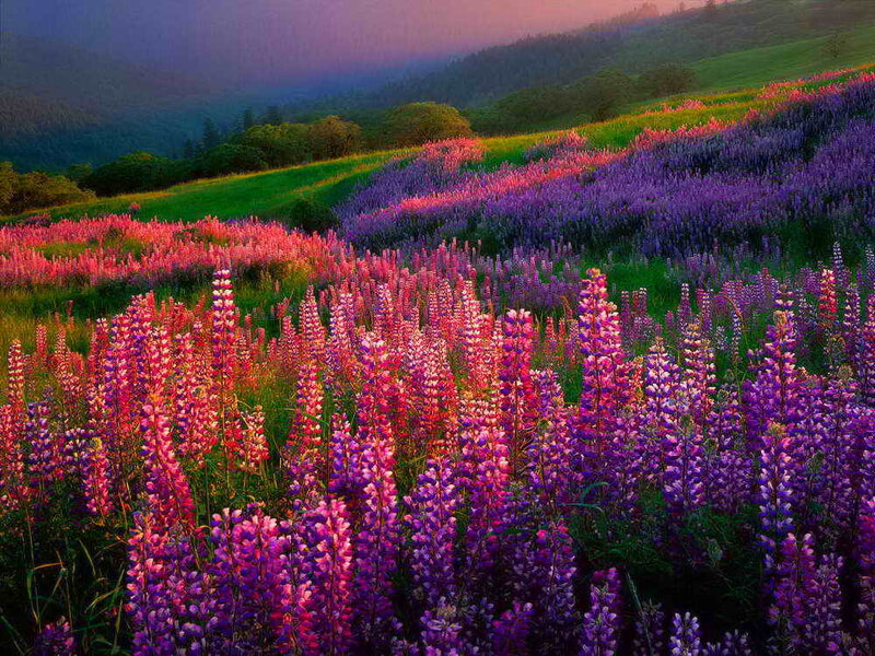 Lupine Flowers on Hillside
