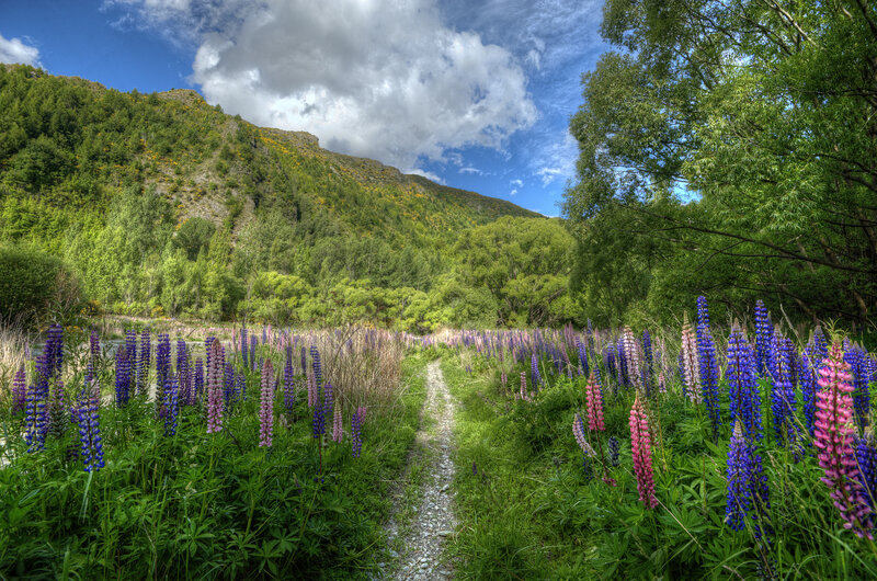 Lupine Flowers on Path