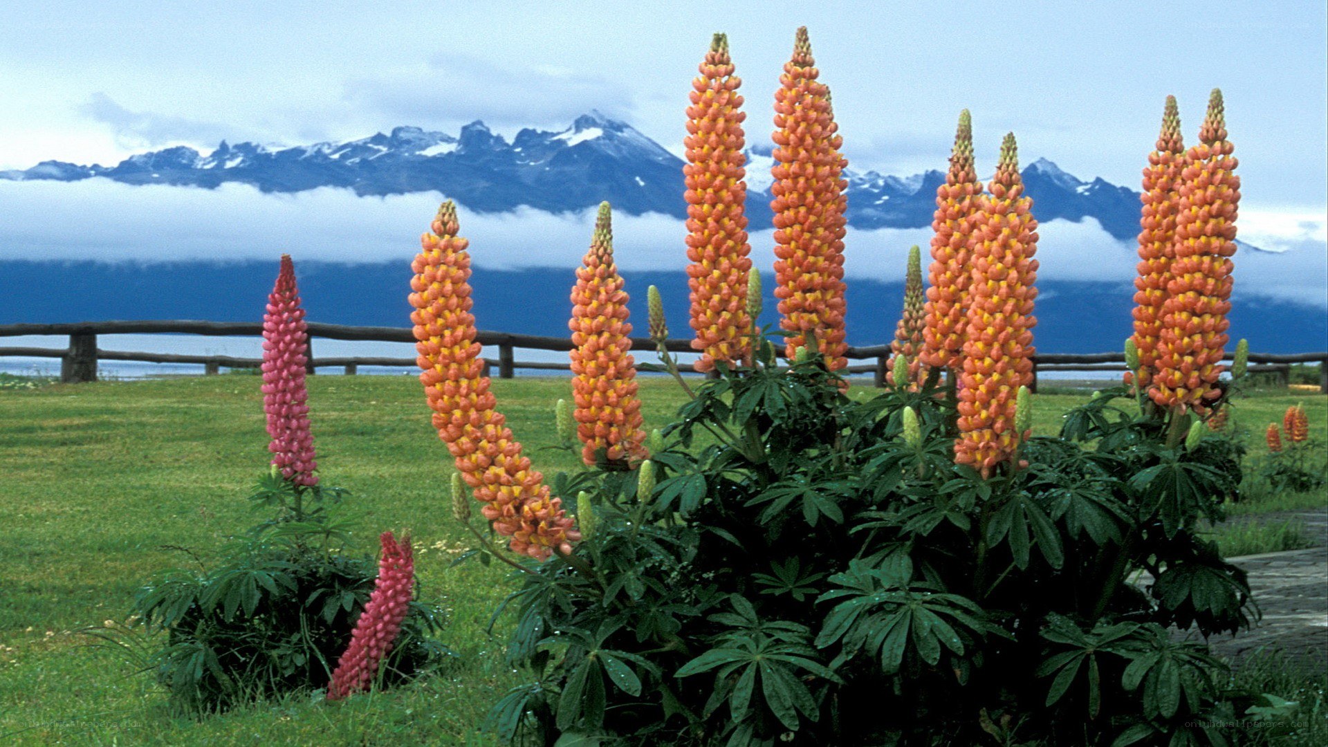 Lupine flowers with mountain backdrop