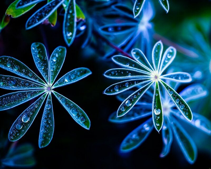Lupine Leaves with Dew