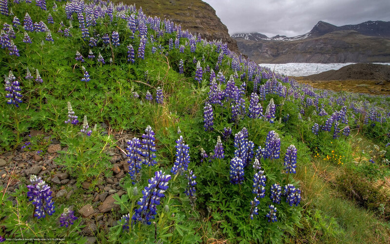 Lupines by a glacier