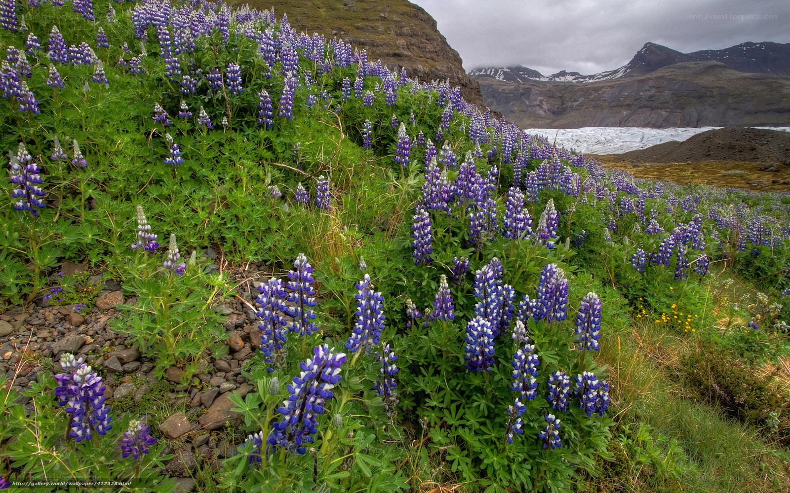 Lupines by a glacier