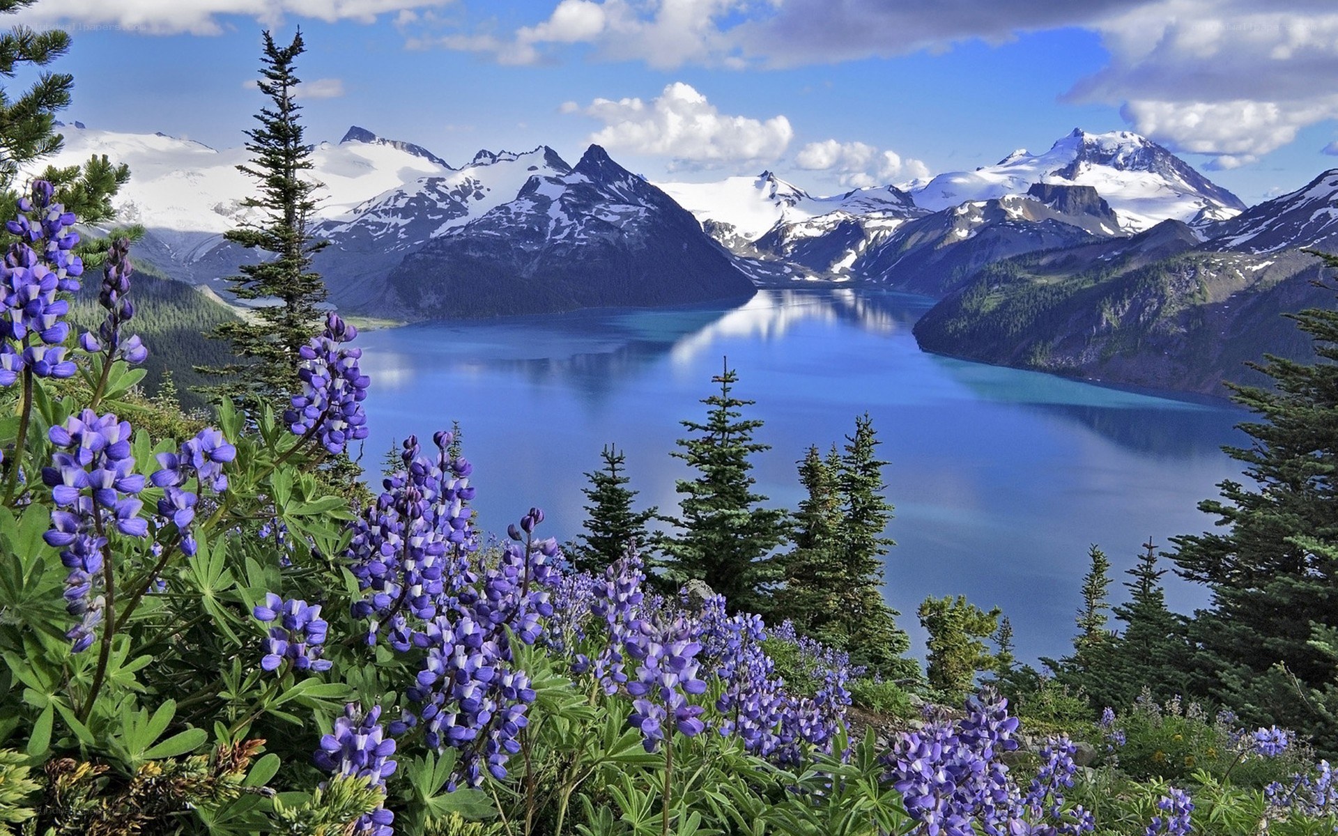 Lupines by a mountain lake