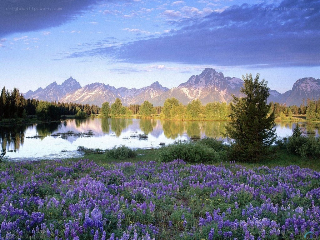 Lupines by a mountain lake