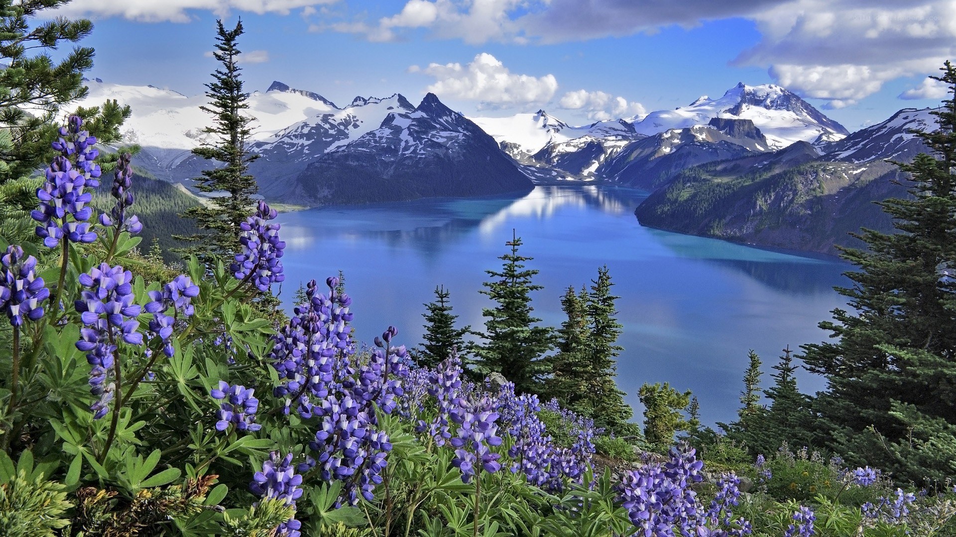 Lupines by a mountain lake