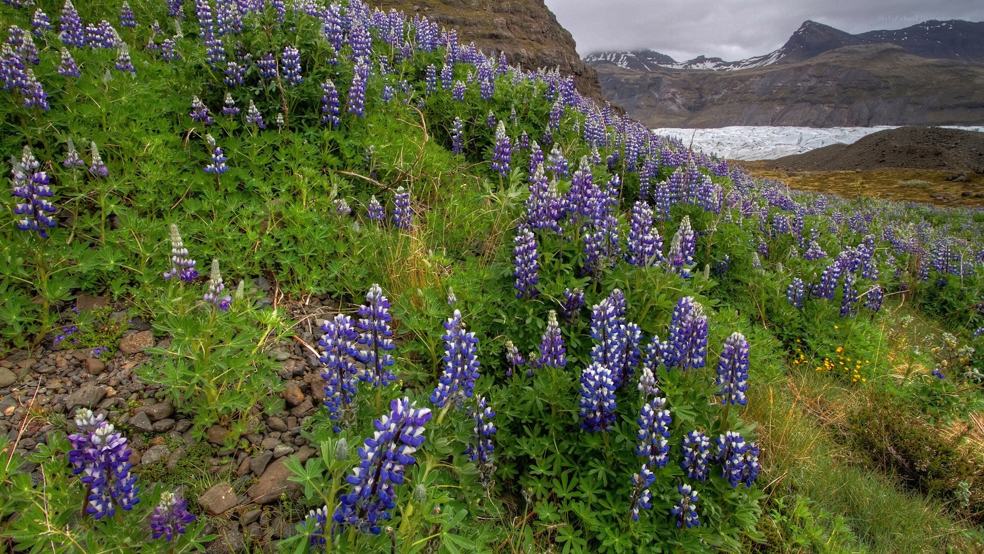 Lupines in a glacial landscape