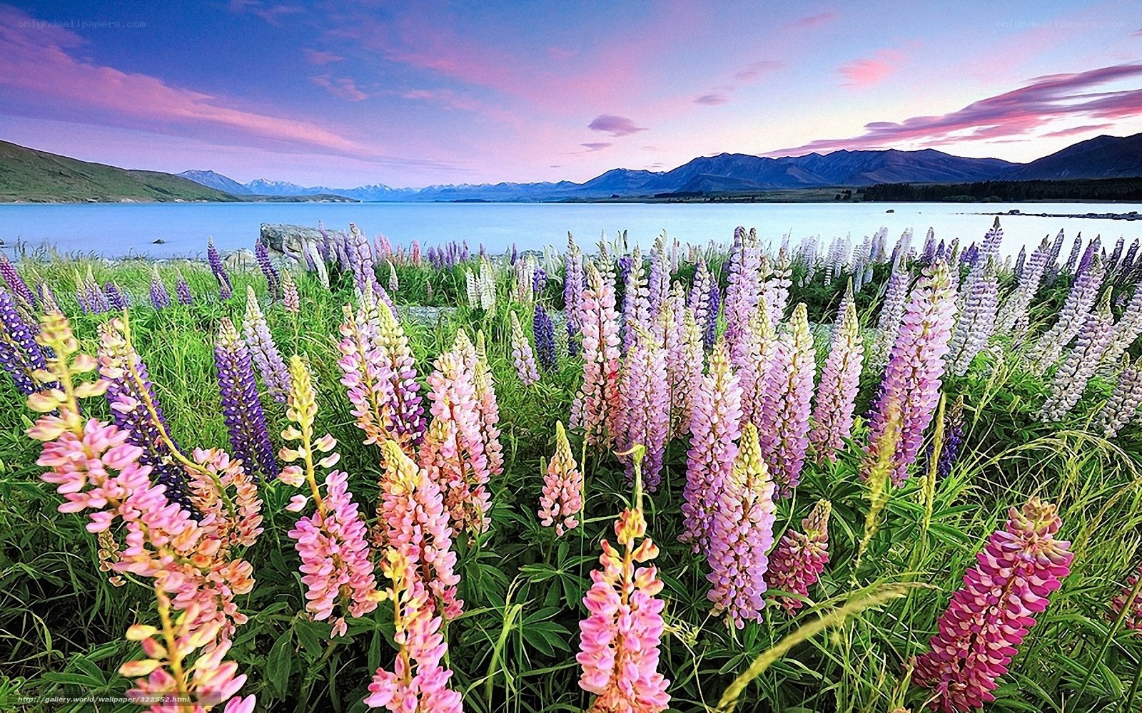 Lupins by a lake at sunset