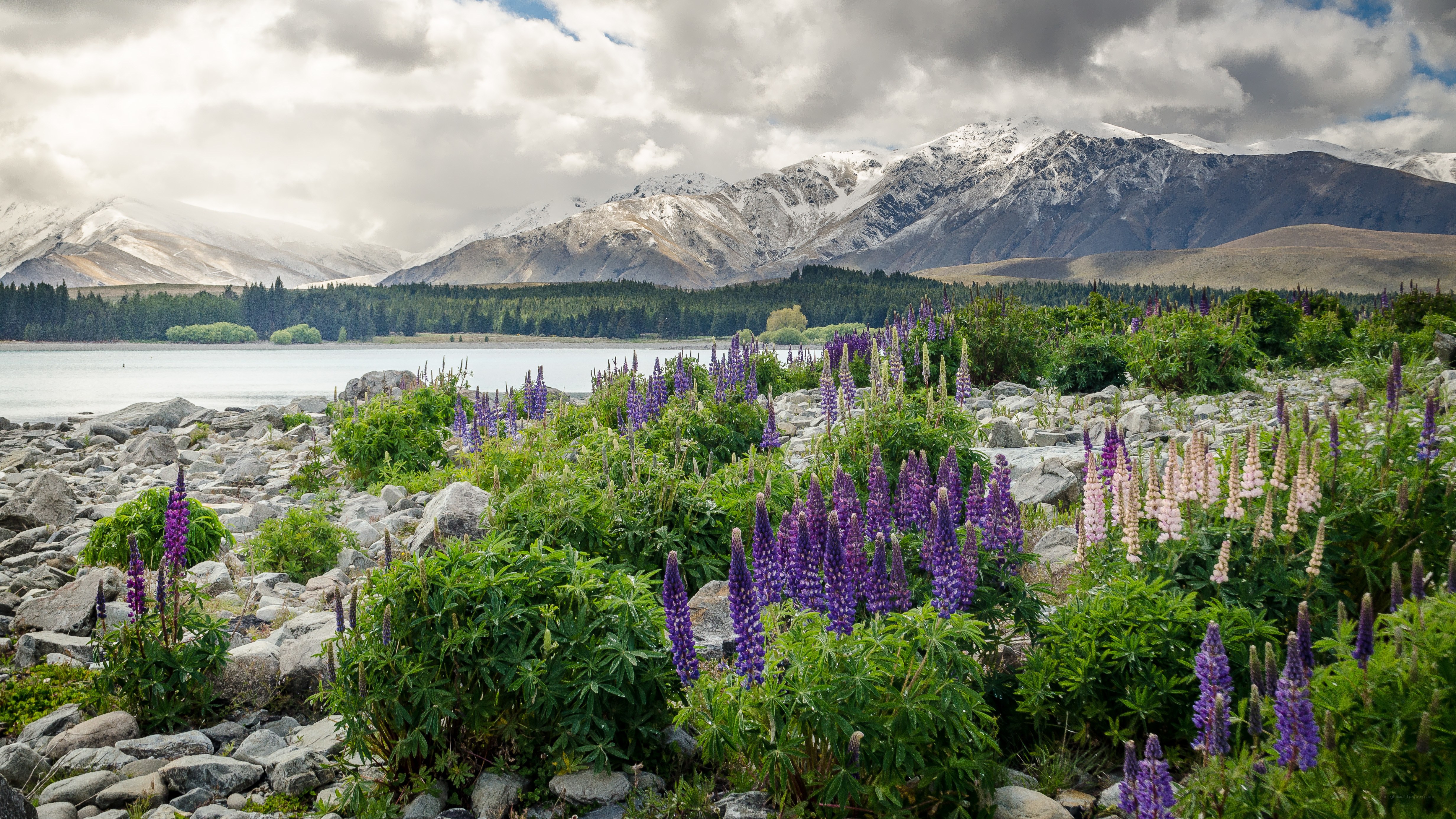 Lupins by a lake with mountains