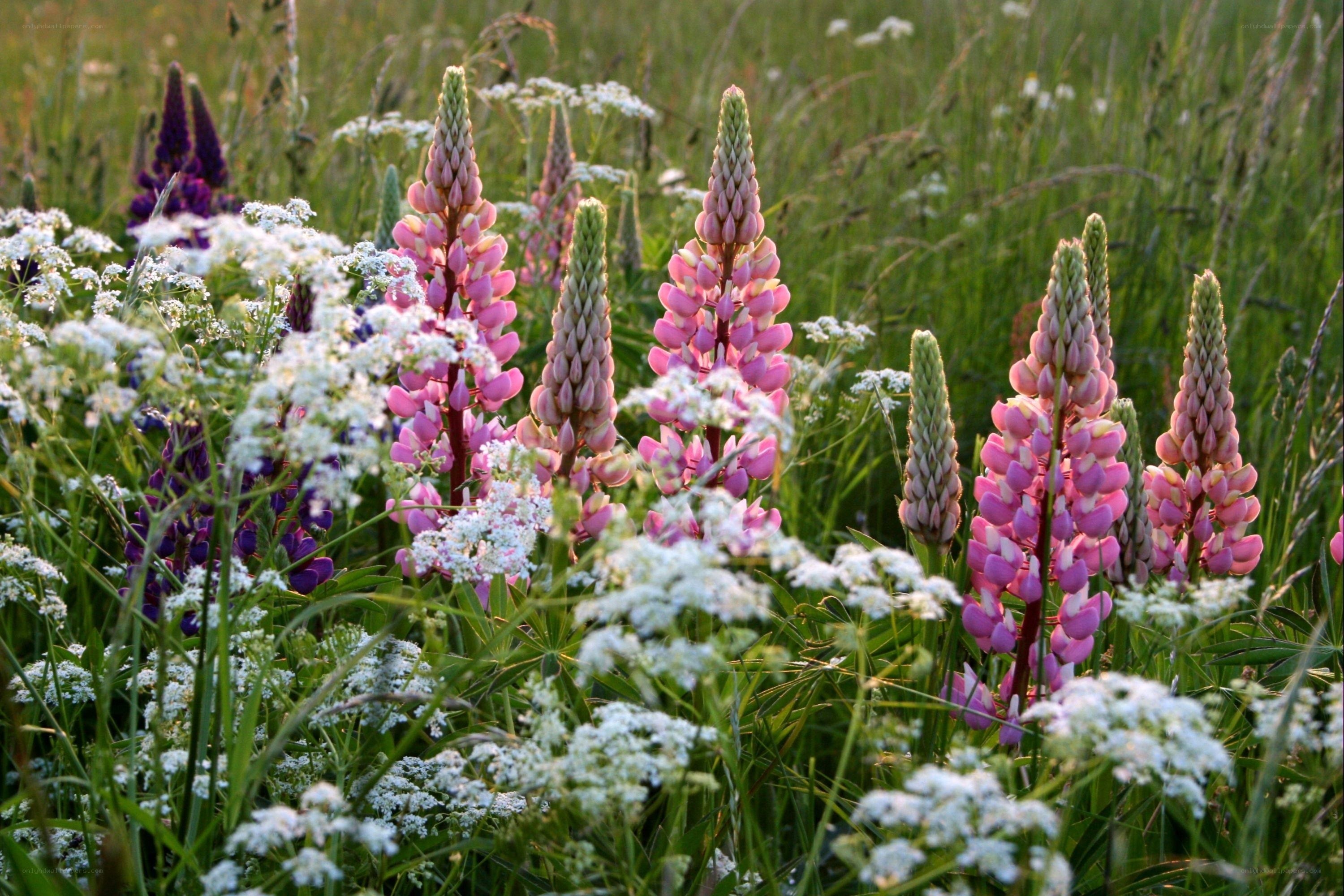 Lupins in a meadow