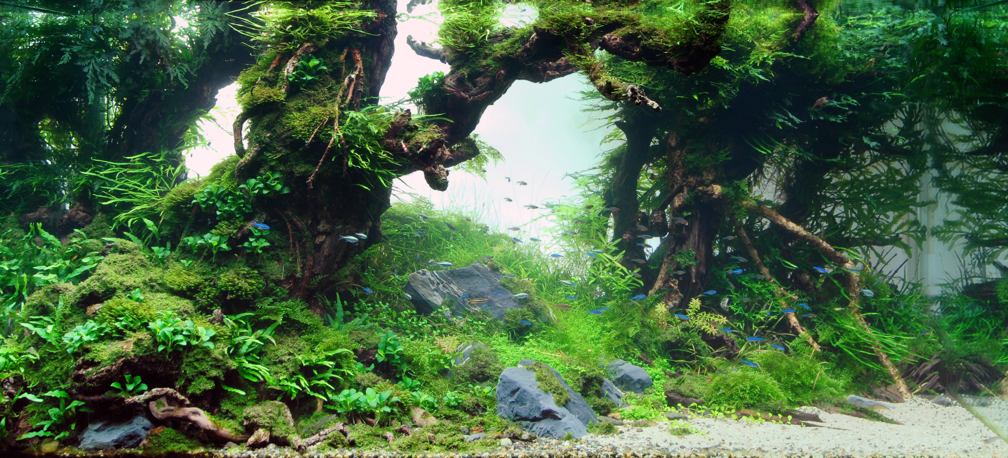 lush aquatic forest aquarium