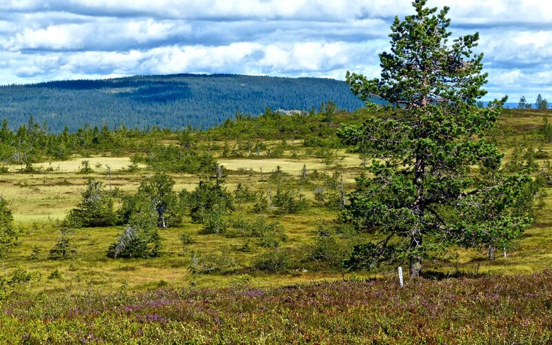 Lush bog landscape with pine trees