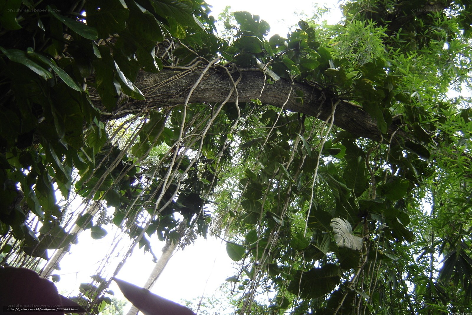 Lush canopy with hanging vines