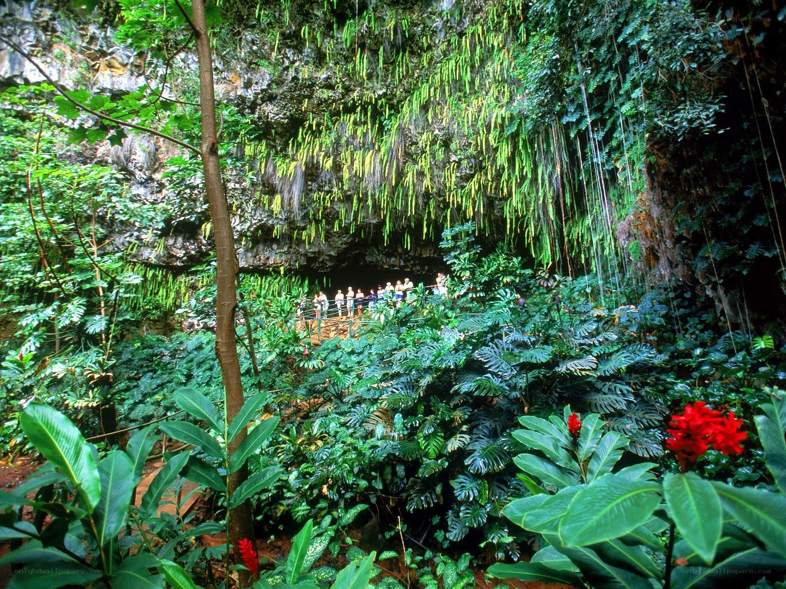 lush cave with hanging plants