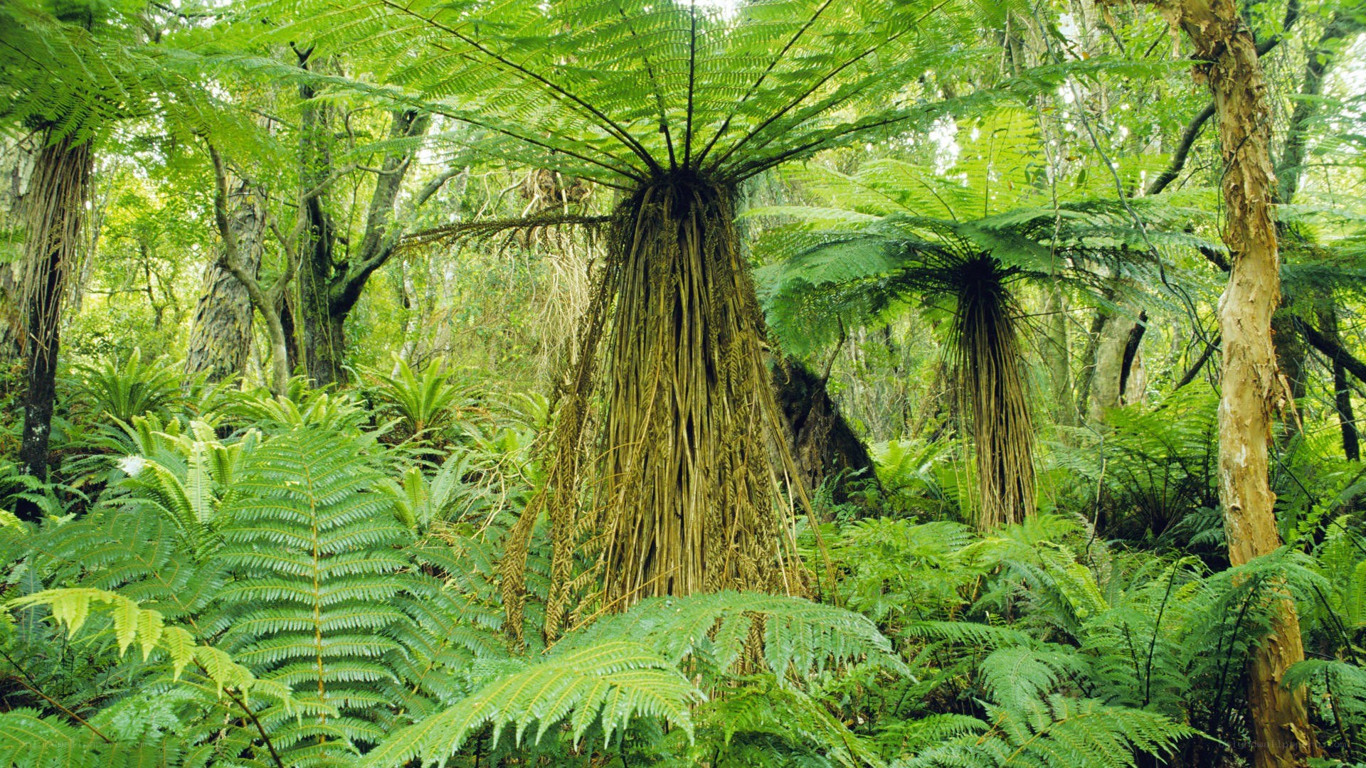 Lush fern forest scene
