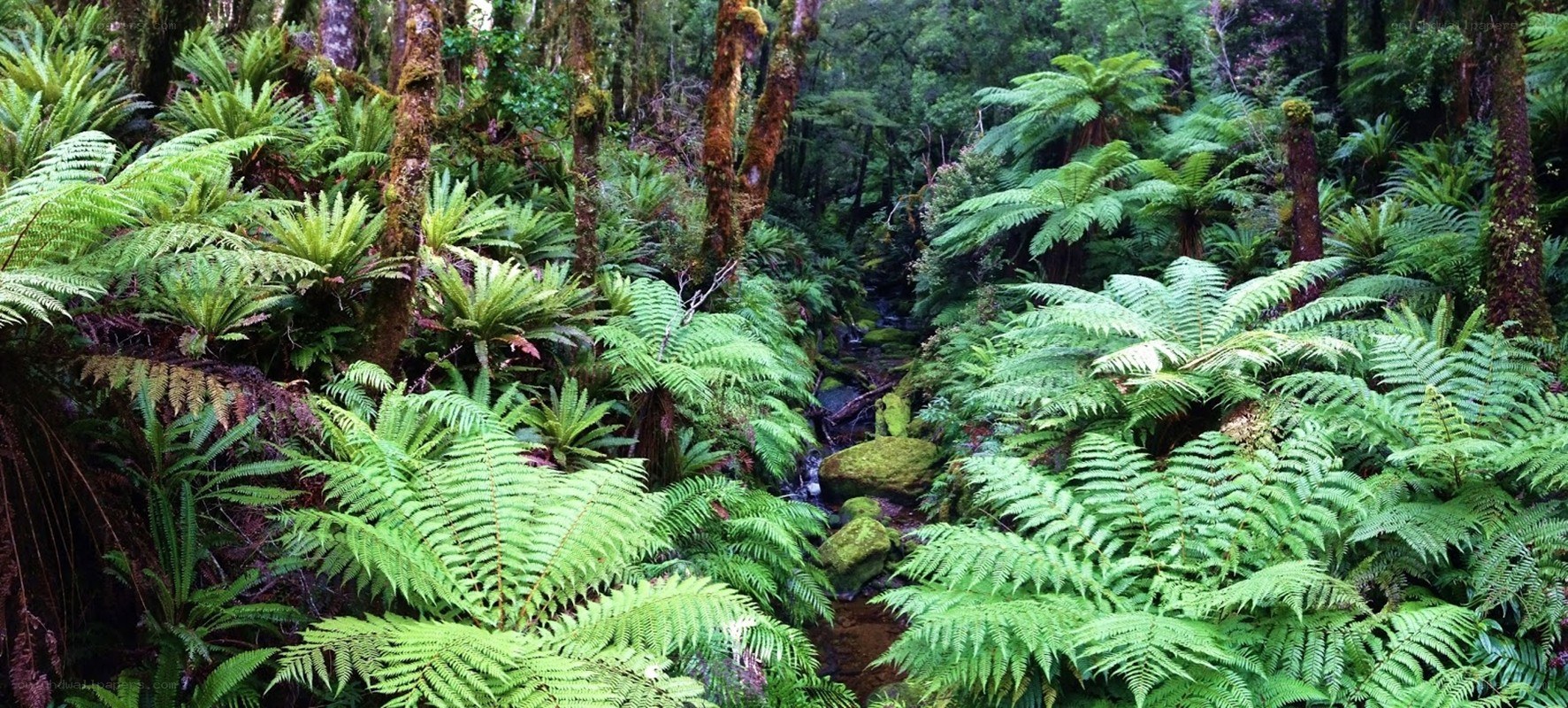 lush fern forest with stream