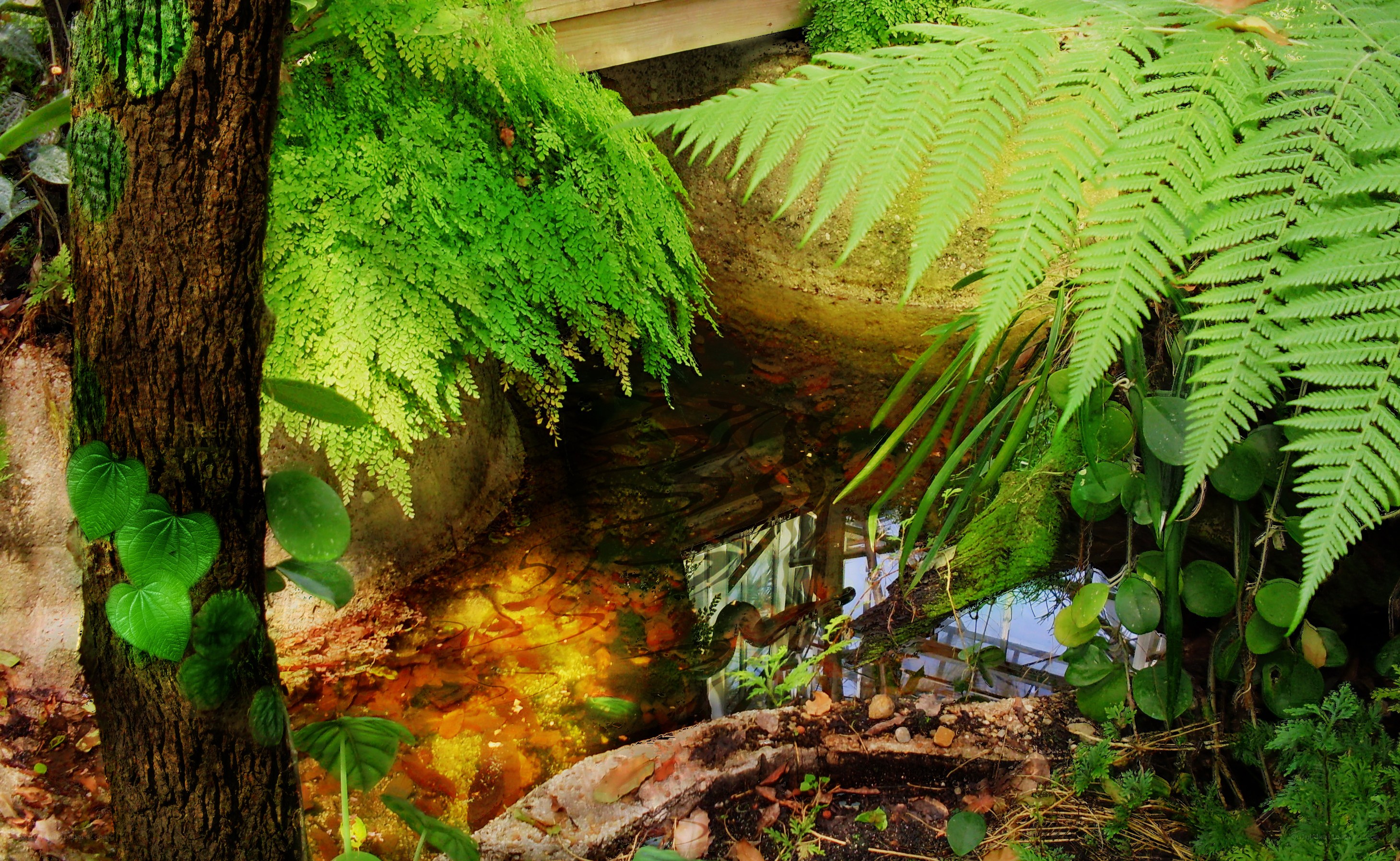 lush ferns by a stream