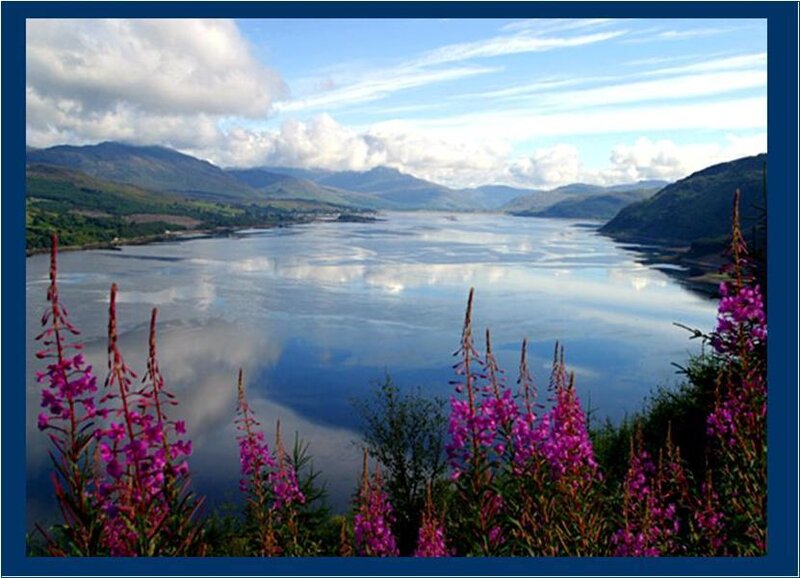Lush flowers by a serene lake