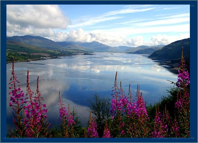 Lush flowers by a serene lake