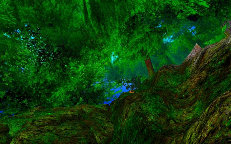 lush forest canopy view