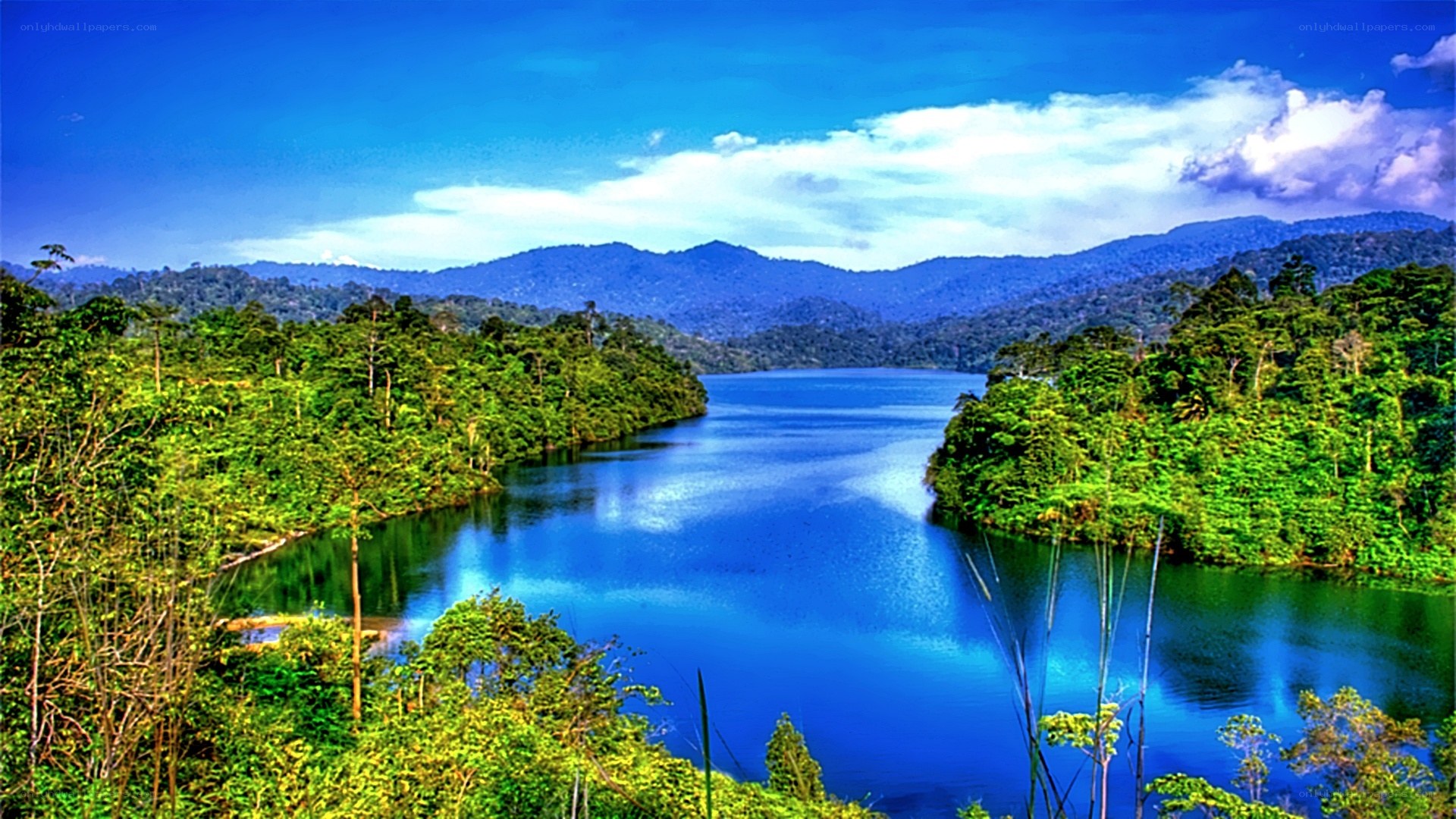Lush forest lake with mountains