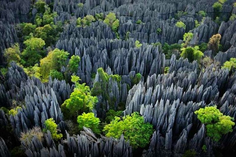 Lush forest on rocky terrain