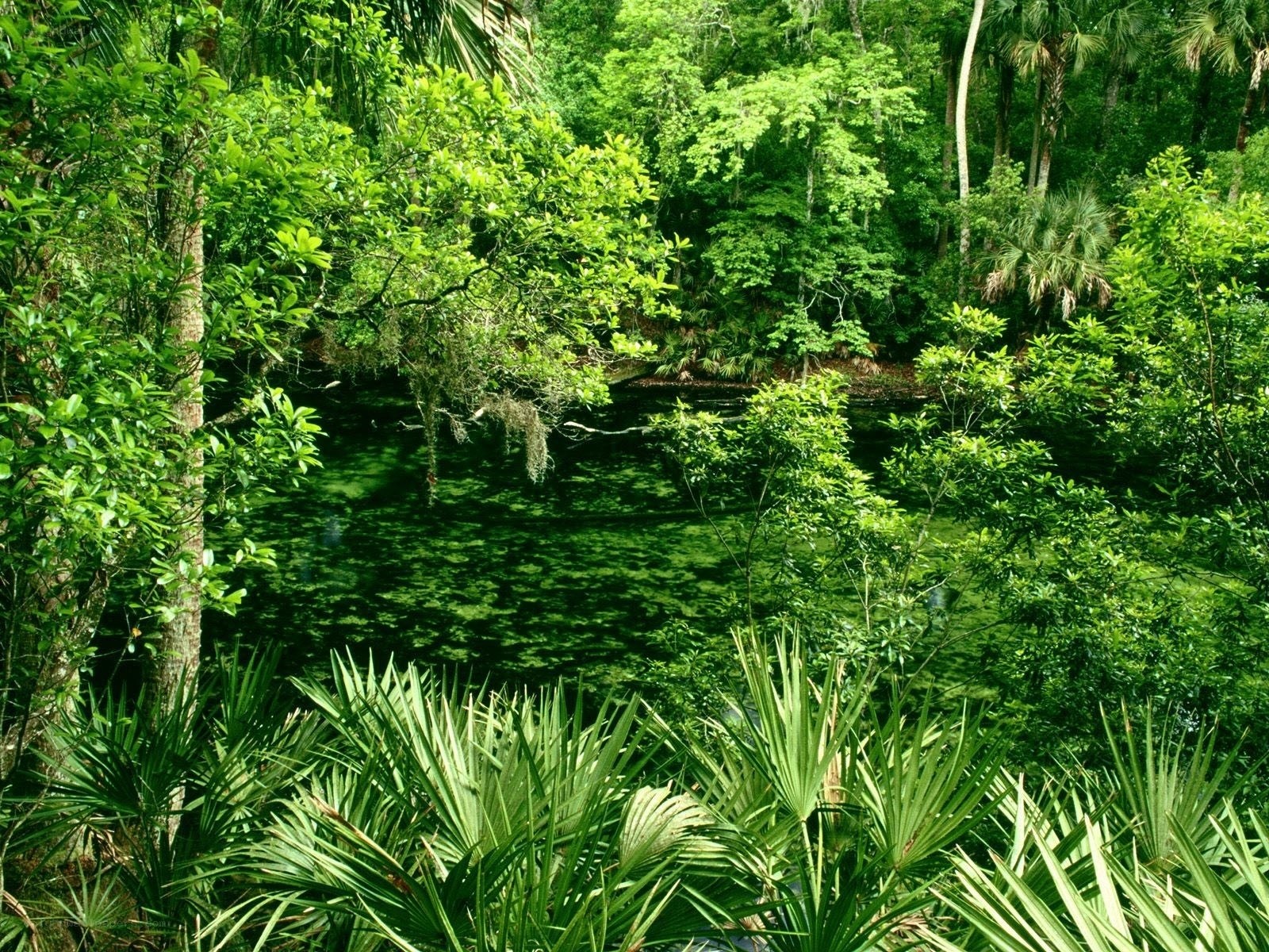 lush forest pond scene