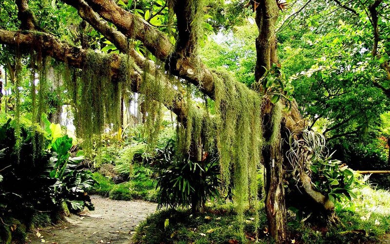 lush forest with hanging moss
