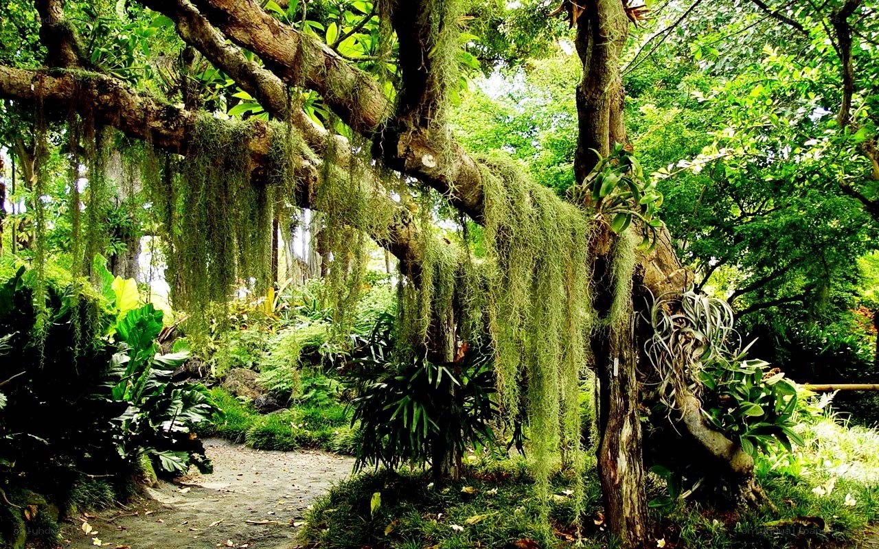 lush forest with hanging moss