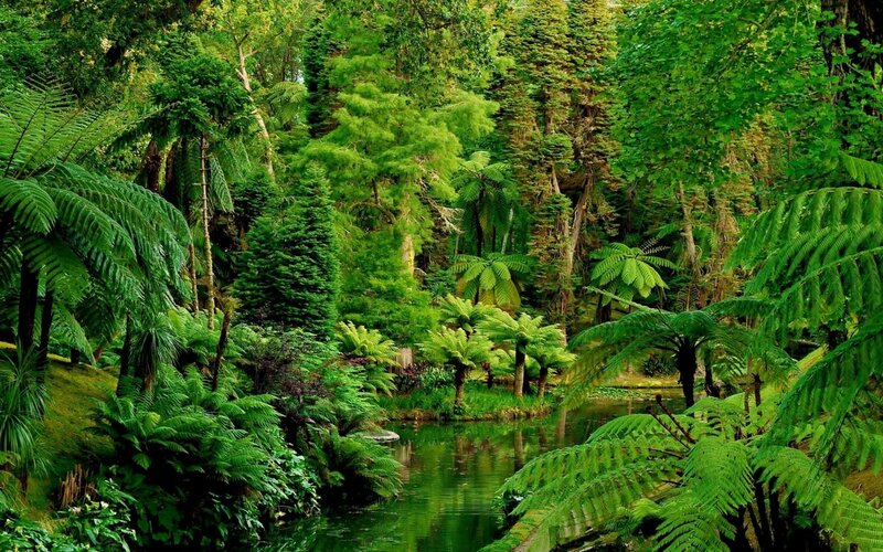 Lush Forest with Pond