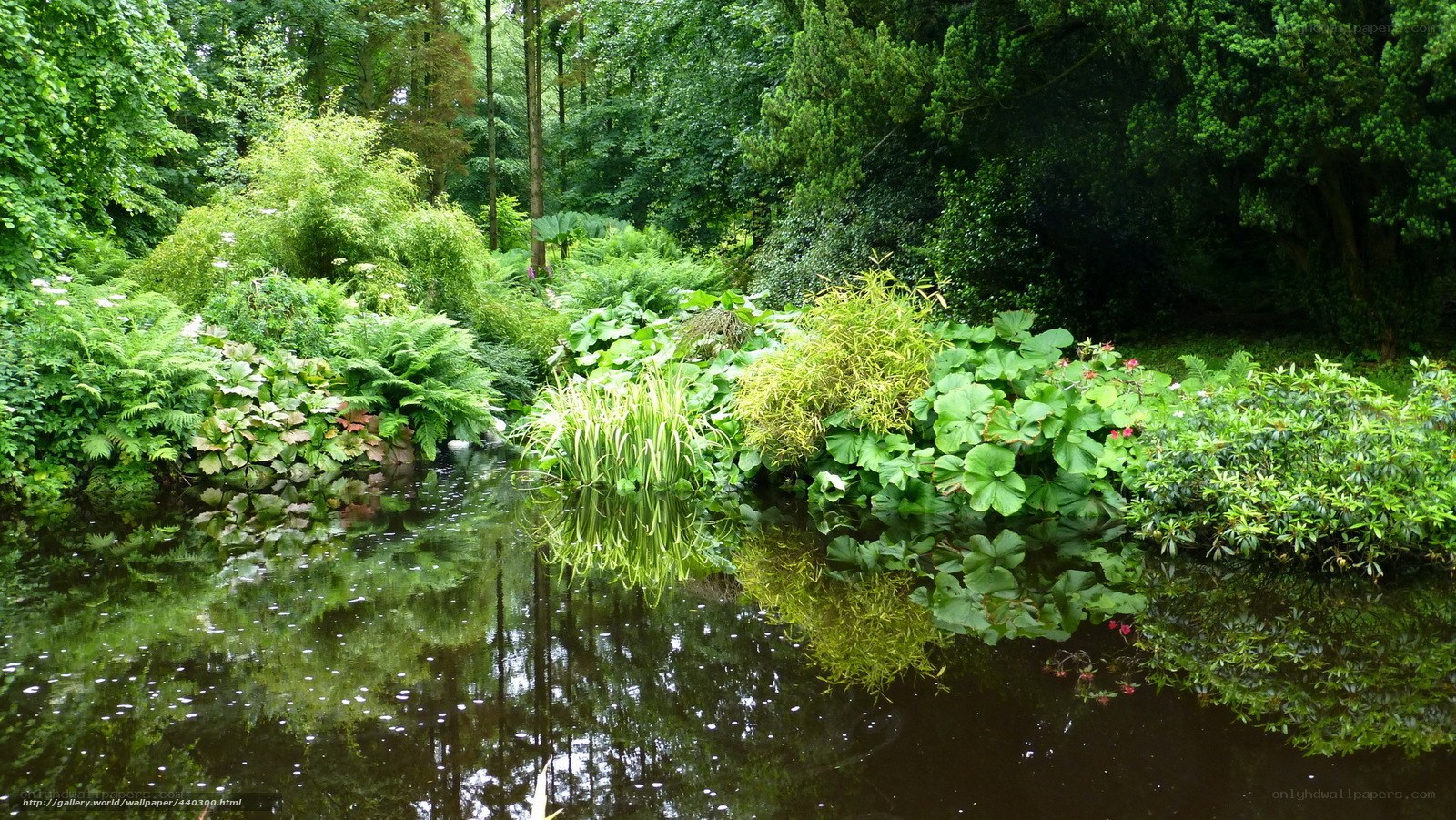 lush garden pond scene