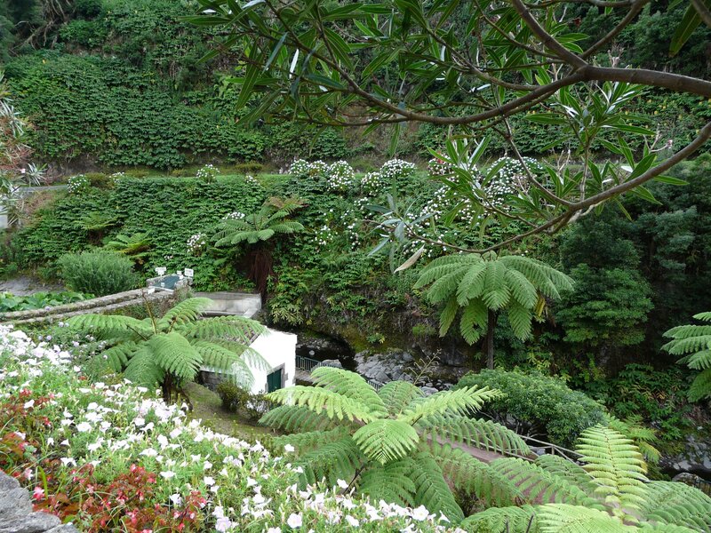 lush garden with ferns and flowers